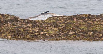 Dead whale washes up on Scots coastline as dog walkers urged to stay away - www.dailyrecord.co.uk - Scotland - Centre