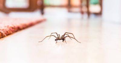 Spider experts share 14p hack to keep creepy crawlies out of your home - www.dailyrecord.co.uk - Britain