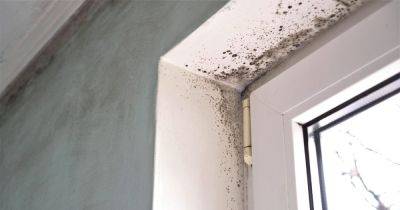 The 11 tell-tale signs of damp as experts explain how to find hidden mould at home - www.dailyrecord.co.uk