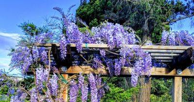 Gardeners' important January task to guarantee lush wisteria blooms in spring - www.dailyrecord.co.uk