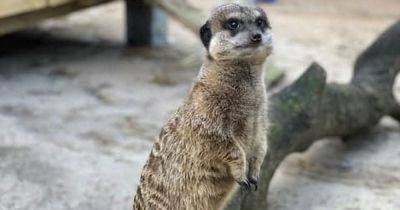 A MEERKAT is on the loose in Greater Manchester - www.manchestereveningnews.co.uk - Manchester