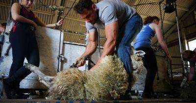 Dumfries and Galloway Young Farmers clubs offered chance to take part in beginners shearing course - www.dailyrecord.co.uk - Britain
