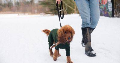 Vet reveals the temperature your dog should be wearing a coat in the winter - www.dailyrecord.co.uk - Britain