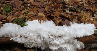 Stunning pictures of rare 'hair ice' crystals looking like 'candy floss' in Scots wood - www.dailyrecord.co.uk - Scotland - Beyond