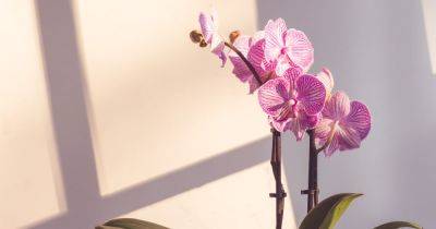 Flower expert says to keep orchids in one room for 'optimal growth' - www.dailyrecord.co.uk