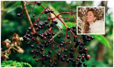 What is elderberry syrup, Gisele Bündchen’s go-to immune booster - us.hola.com - Boston