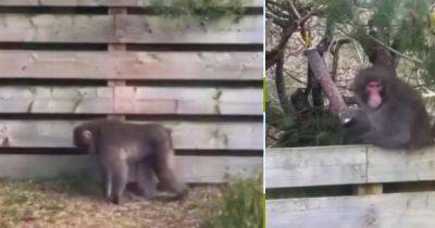 Monkey on the loose in Scots village after escaping Highland Wildlife Park - www.dailyrecord.co.uk - Scotland - Japan