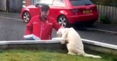 Dog's love for postie and binmen goes viral with videos of adorable meet and greet sessions - www.dailyrecord.co.uk - city Belfast - Beyond