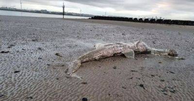 Man shocked after finding remains of giant sea creature washed up on beach - www.dailyrecord.co.uk - Britain - county Rock - Isle Of Man
