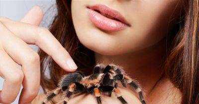 Is your body butter attracting spiders? Here's what experts say about the TikTok-viral theory - www.ok.co.uk