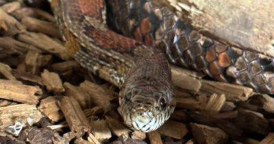 Mancunians can name a snake after their ex-partner this Valentine's Day - www.manchestereveningnews.co.uk - Britain - Manchester