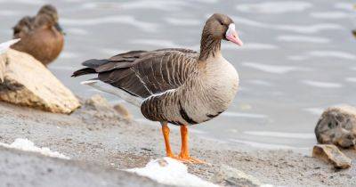 Decapitated White Fronted Goose found near Scots river after being shot dead - www.dailyrecord.co.uk - Scotland - Beyond
