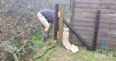 Unfortunate alpaca rescued after being trapped in fence for 16 hours - www.dailyrecord.co.uk - Beyond