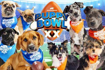 Puppy Bowl 2024 winner recap: Team Ruff adorably upsets Team Fluff - nypost.com - USA - San Francisco - Kansas City - Virgin Islands