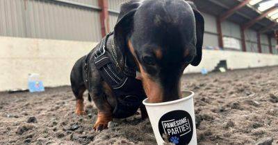 A pop-up ‘sausage dog party’ is returning to Greater Manchester - www.manchestereveningnews.co.uk - Manchester