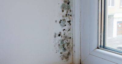 Banish mould 'for good' with expert's home hack using common material - www.dailyrecord.co.uk - Britain