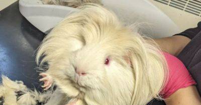 Guinea pigs dumped in cardboard box and left for dead on street - www.manchestereveningnews.co.uk - Manchester - Guinea