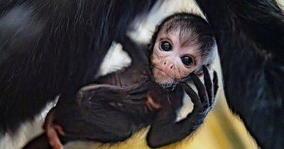 Rare baby spider monkey vulnerable to extinction in the wild wows visitors at Chester Zoo - www.manchestereveningnews.co.uk - Colombia - Panama