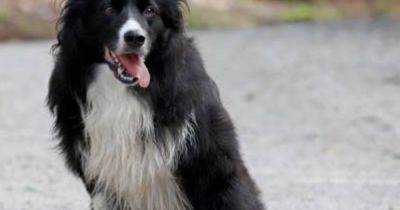'Dangerously out of control' dog shot dead after mauling Collie and injuring three people - www.dailyrecord.co.uk - Scotland