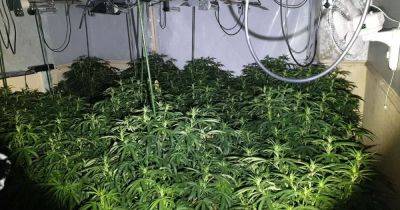 Cannabis farm spanning four floors and six rooms found at Manchester house after cops called to 'burglary' - www.manchestereveningnews.co.uk - Manchester