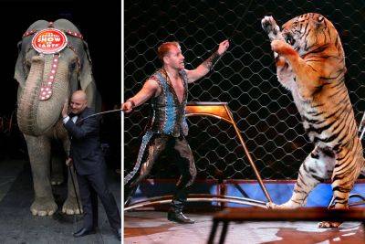 Ringling Bros. back in NYC after years-long hiatus — but without iconic circus animals: ‘Worse than separating from my wife’ - nypost.com - Tennessee