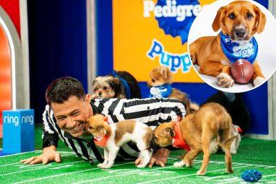 Puppy Bowl ref reveals BTS secrets: 100-person crew, unseen footage — and ‘piss interference’ penalty flags - nypost.com - city Brooklyn