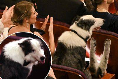 ‘Anatomy of a Fall’ dog star Messi gets a seat at the 2024 Oscars - nypost.com - France