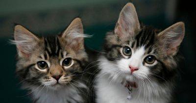 Cat microchip cost as owners given three month warning or risk £500 fine - www.manchestereveningnews.co.uk - Britain