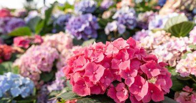 Hydrangeas grow the ‘best blooms with intense colour’ with three common kitchen scrap items - www.dailyrecord.co.uk
