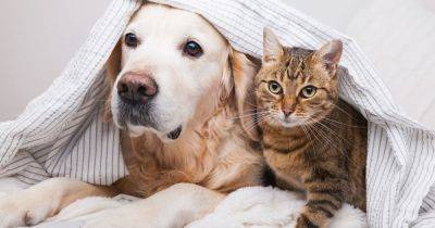 Experts claim dogs and cats love their owners if they show five tell-tell signs - www.dailyrecord.co.uk