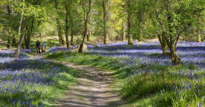 The tiny Scottish island near Glasgow that turns into a sea of blue in spring - www.dailyrecord.co.uk - Scotland
