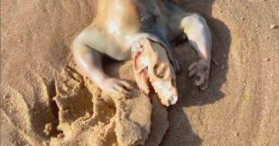 Alien-like creature with reptile skull, claws and long tail washes up on beach - www.dailyrecord.co.uk - Australia - Beyond