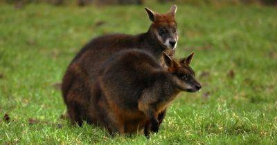 Edinburgh Zoo shares name of adorable Australian swamp wallaby joey - www.dailyrecord.co.uk - Australia - Scotland