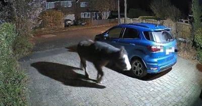 Doorbell cam catches 'pony on the loose' wandering around quiet cul-de-sac in middle of night - www.manchestereveningnews.co.uk