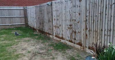 'My neighbour stained my fence without permission - it's criminal damage' - www.dailyrecord.co.uk
