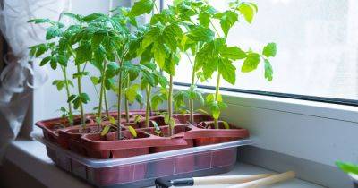 Three 'surprisingly easy' vegetables to grow in your garden - even for beginners - www.dailyrecord.co.uk - Beyond