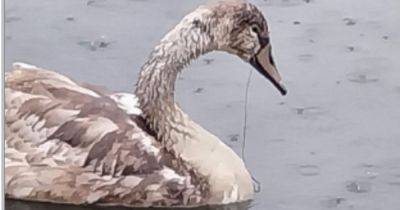 Anglers issued warning after discarded fishing line kills swan in Forth Valley loch - www.dailyrecord.co.uk - Scotland