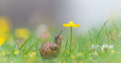 Monty Don explains how to protect your garden from snails and slugs - www.dailyrecord.co.uk - Britain