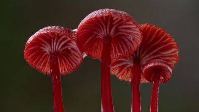 Fungi Feature ‘Follow the Rain’ Boarded by Escapade Media - variety.com - Australia
