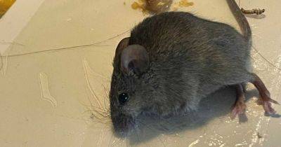 Glasgow man woke to find mouse 'scratching leg in bed' as estate 'overrun' with vermin - www.dailyrecord.co.uk