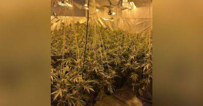 Cops searching for culprits after large cannabis farm discovered in house - www.manchestereveningnews.co.uk - Manchester