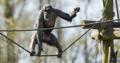 Scottish safari park welcomes first chimpanzee in eight years in adorable video - www.dailyrecord.co.uk - Scotland