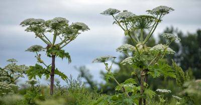 Gardeners warned as Britain to face record invasion of toxic plant that grows up to six meters tall - www.manchestereveningnews.co.uk - Britain - Scotland - Japan