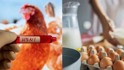 Can You Get Bird Flu From Eggs and Milk? Everything to Know About Avian Influenza - www.glamour.com - USA