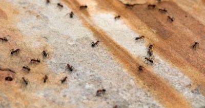 How to get rid of ants in your home for good using three cheap ingredients - www.dailyrecord.co.uk