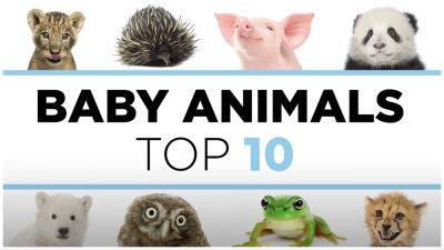 PBS Intl. to Debut Season 2 of ‘Baby Animals: Top 10’ at MipTV, Alongside Kid-Friendly Version (EXCLUSIVE) - variety.com - South Korea