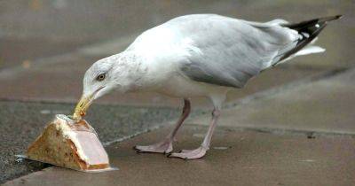 Dumfries and Galloway Council plans seagull headcount to see impact of management measures - www.dailyrecord.co.uk - Britain