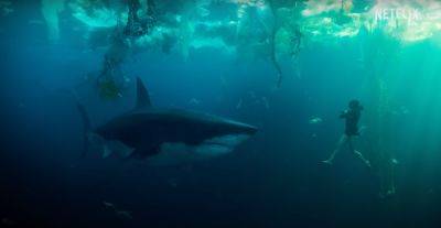 A Shark Terrorizes Paris In First Trailer For French Language Netflix Thriller ‘Under Paris’ - deadline.com - France - London - county Cross