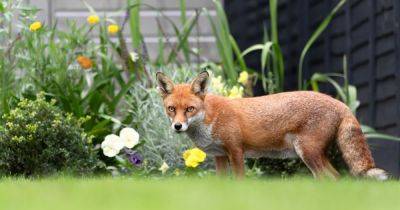 Four natural repellents that will keep foxes and cats out of your garden this summer - www.dailyrecord.co.uk - Scotland