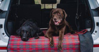 Five easy ways to remove pet hairs and smells from inside your car - www.dailyrecord.co.uk